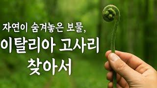 자연이 숨겨놓은 보물, 이탈리아 고사리를 찾아서