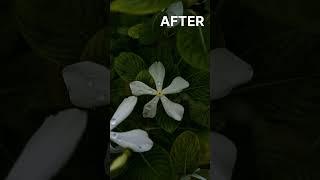 BEFORE/AFTER #flowers #photo #photography #flowerphotography