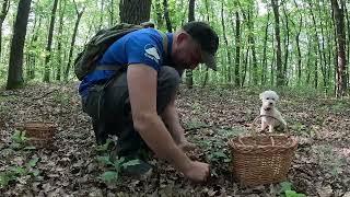 ТАКЕ під листям, що АЖ дух захоплює!..БІЛЯКИ повсюди!.Грибники сюди ще НЕ дійшли!