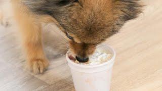 Dogs and Coffee is Toronto's dog-friendly cafe