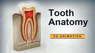 Basic Tooth Anatomy | 3D Medical Animation | Dental