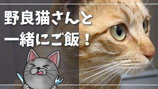 まさかのイカスミさん、だてまき君に襲いかかる？【ロシアンブルー】猫