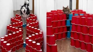Dogs and Cats Go Through a Maze! Huskies SWEEP away everything in their path