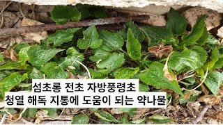 섬초롱 전초 자방풍령초 청열 해독 지통에 도움