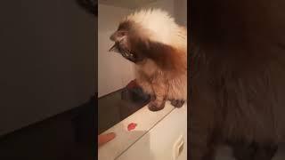 Siberian cat Nikita defends his food  #cat #cute #siberian #кот #сибирский