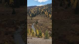 Aspen trees in Colorado