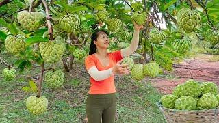Harvesting Custard Apples for Market Sale – Caring for Livestock | Phương New Bushcraft