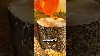 Как быстро и просто удалить пень от дерева #ремонт #дача #сделайсам #лайфхак