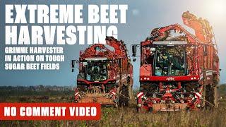 Extreme Beet Harvesting: Grimme Harvester in Action on Tough Sugar Beet Fields! (AGRICULTURE)