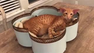 Oriental Shorthair cat Keebler Speaks