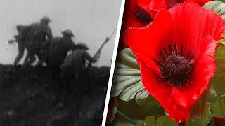 What Is Remembrance Day and Why Is the Poppy its Symbol?