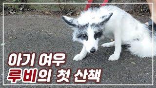  Baby fox's first outdoor walkㅣFox Ruby