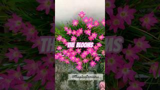 The Blooming Buds | Blooming Lilly Flowers #youtubeshorts #lily