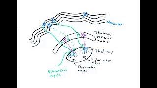 The Thalamus