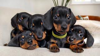 Dachshund puppies 4 - 8 weeks old, compilation.