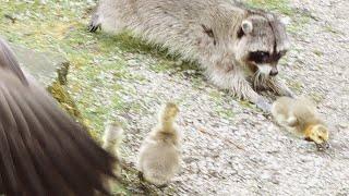 Raccoon Hunting Baby Gosling And Geese Attack