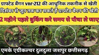 ग्राफ्टेड बैंगन vnr-212 की आधुनिक खेतीll Grafted brinjal vnr-212 ll Mk AGRICULTURE Duldula ll