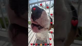 Funny dog  Cute dog Chloe Love food #funnydog #dogs #cutedog #puppy #cat #travel