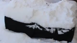 bonsai overwintering in Canada