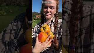 ПОНЯЛА СЛОВА БАБУШЕК "ТАКИХ ОВОЩЕЙ В МАГАЗИНЕ НЕ КУПИШЬ"