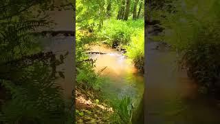 Gestresst️Dann schaue DIR DIESES Video an & DIR wird es SOFORT besser gehen️‍️ NATURAL VIBES