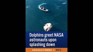 Pod of dolphins surround SpaceX capsule after stranded NASA astronauts splash down in ocean