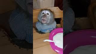 ШОК!!!!!! Маша не ест кашу#monkey #petmonkey #animal #макака #экзотика #зоо #обезьяна #питомец