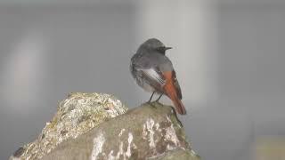 Black Redstart, Cardiff   4K