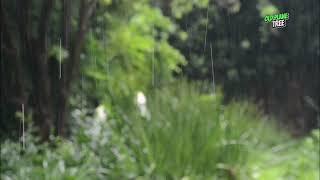 Under the Rain in Forest Footage of a Peaceful Day