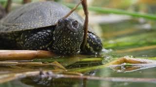 The Florida Everglades 101 | Discover Florida Channel