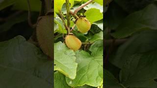 organic..... kiwi fruits....#beautiful #fruit #kiwi #organic #farming #ytshorts #youtubeshorts