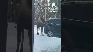 Moose provides free car wash #alaskasnewssource