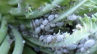 Easily Eliminate Aphids In The Garden | Free Organic Method