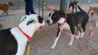 Dog TV Daycare #15