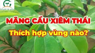 Bán cây giống Mãng Cầu Xiêm Thái  0845.66.44.99  Thế Giới Cây Giống Cai Lậy