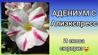 Совпадают ли сорта АДЕНИУМОВ у продавцов Алиэкспресс?СмотритеАдениум из семянКомнатные растения