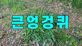 큰엉겅퀴