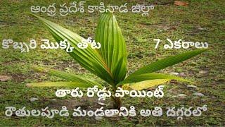 coconut farm land sale|East Godavari lands for sale|agriculture land sale