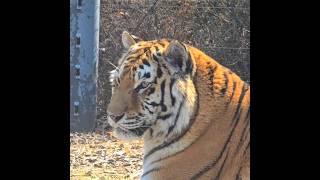 시베리아호랑이 미호 바위에서 얼굴 찍어보기!! #shorts #siberiantiger #tiger #koreantiger #미호
