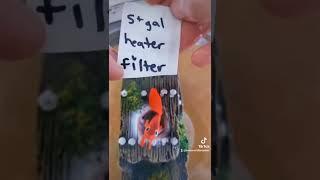 It's a misconception that betta fish enjoy tiny tanks.