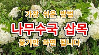 나무수국 목수국 삽목 너무 쉬운 방법 꽂기만 하면 됩니다 가지치기 다듬기한 가지 버리지 마세요