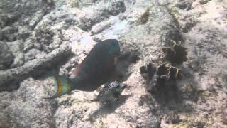 snorkeling at  Cas Abao, Curacao