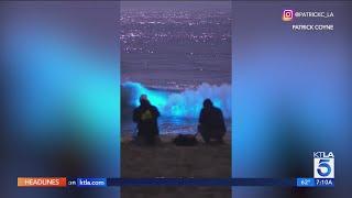 Crowds flock to Southern California beach to witness bioluminescent waves