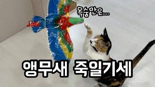 알리익스프레스 자동 고양이 장난감 무조건 사세요! 단돈 500원! 앵무새 폼미쳤음