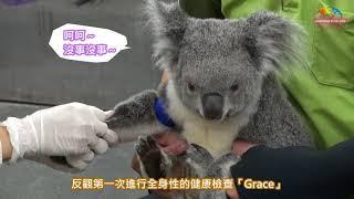 動物訓練成效用在這~無尾熊「Grace」淡定接受健檢