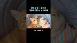 냥이 남편 와이프 잠꼬대까지 챙겨주는 스윗냥