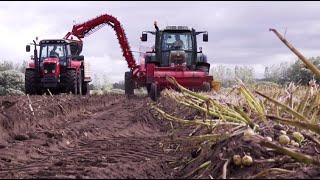 Earthy Potatoes: from field to fork