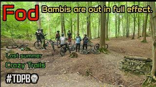 Forest of Dean Single Track