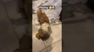 Levi playing #dog #puppy #shihtzu #dogbreed #levi #youtubeshorts #ytshortsindia #ytshorts