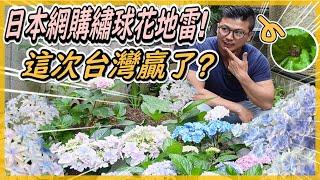 【日本繡球品種介紹】Hydrangea species｜日本網購繡球花小苗，真心覺得台灣的半成品品質完勝日本，但開花時還是美到翻掉，台灣市場都看不到。#伊恩愛種花＃Hydrangea